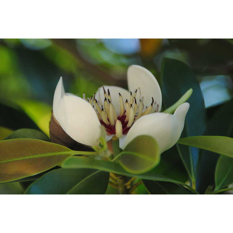 Magnolia lotungensis - eastern joy lotus tree