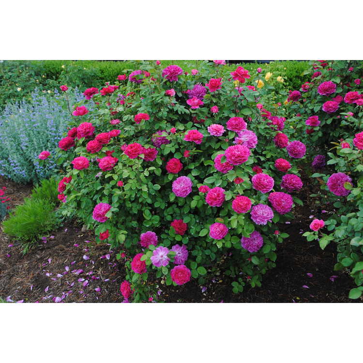 Rosa 'Auslot' - Sophy's Rose shrub rose