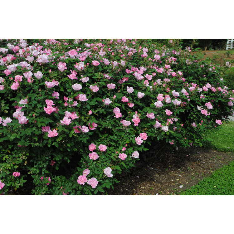 Rosa 'Radyod' - Blushing Knock Out shrub rose