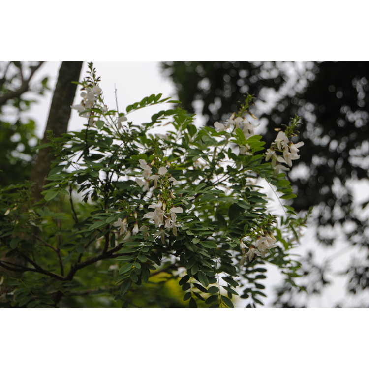 Myrospermum sousanum - arroyo sweetwood
