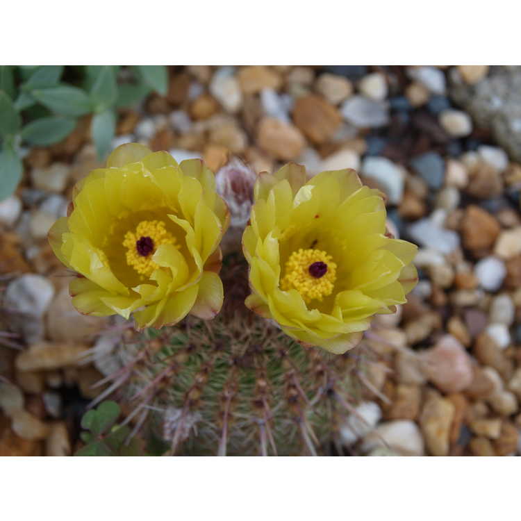Notocactus floricomus - Tom Thumb cactus