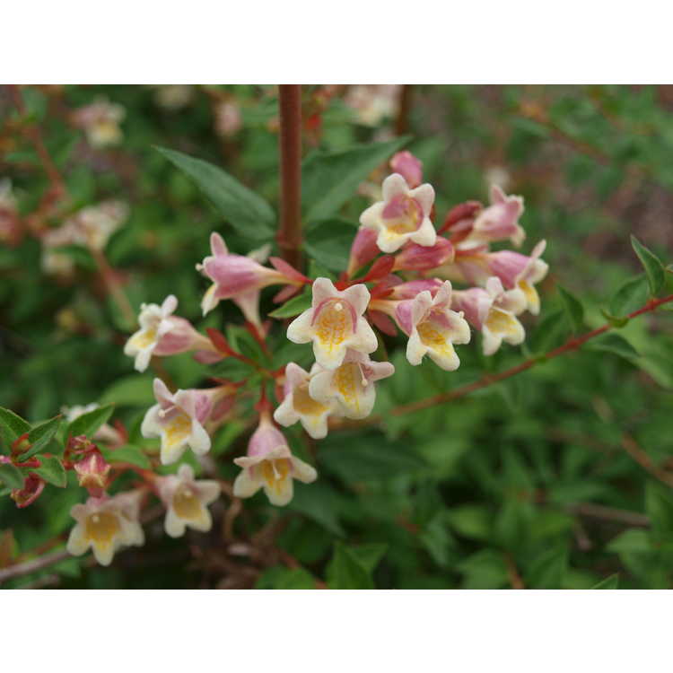 Abelia ×grandiflora 'Minduo1' - Sunny Anniversary glossy abelia
