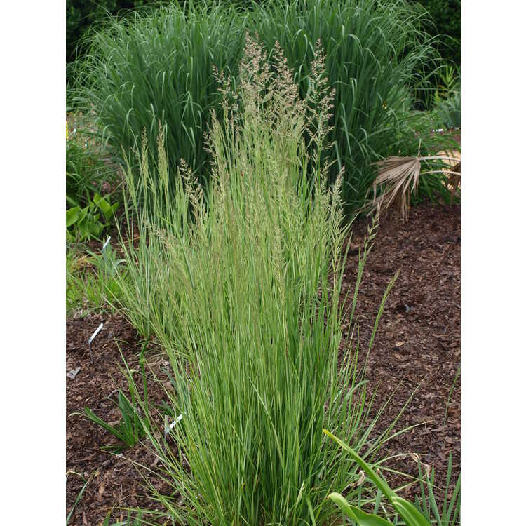 Calamagrostis ×acutiflora 'Avalanche' - variegated feather reed grass