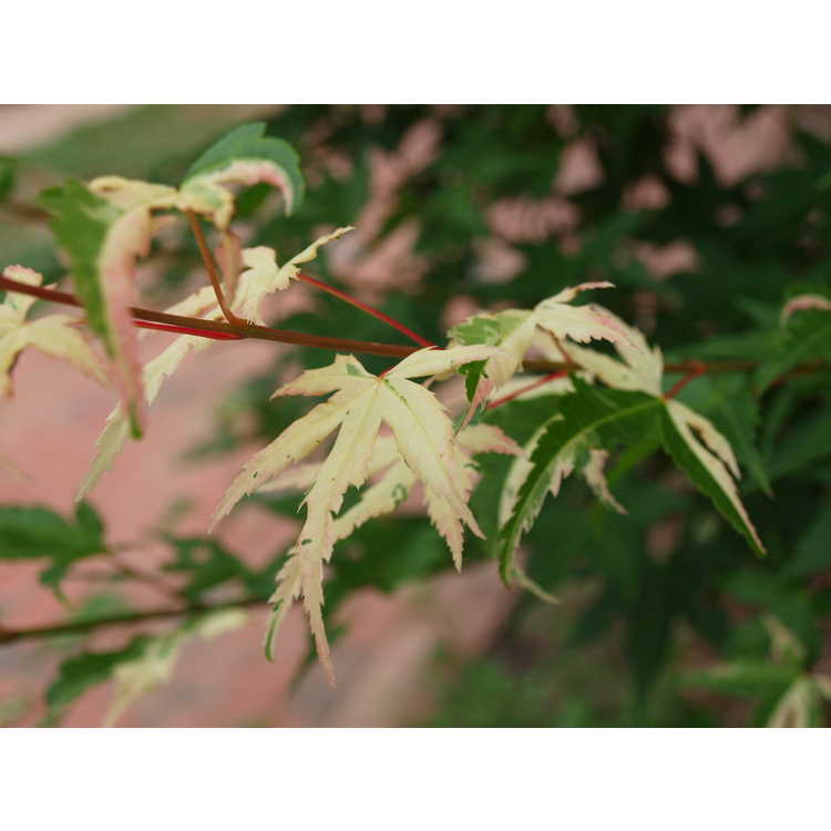 Acer palmatum 'Asahi Zuru' - variegated Japanese maple