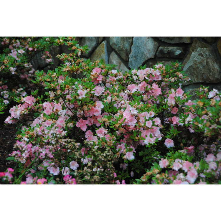 <em>Rhododendron</em> 'Wakaebisu'