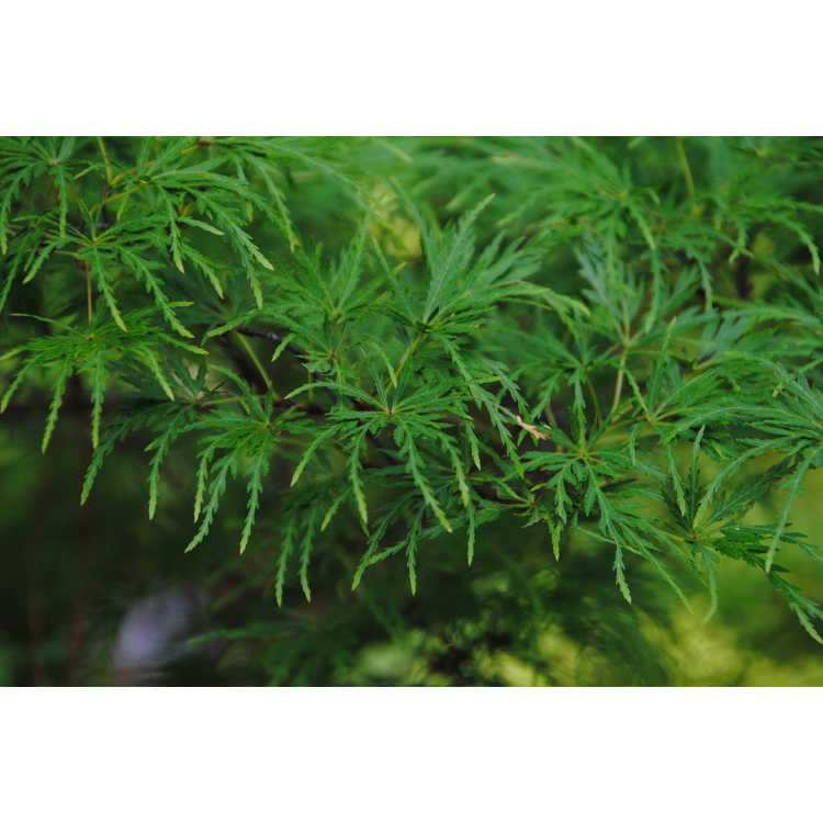 Acer palmatum 'Seiryu' - green dragon Japanese maple