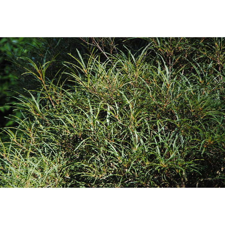 <em>Rhamnus frangula</em> 'Aspleniifolia'