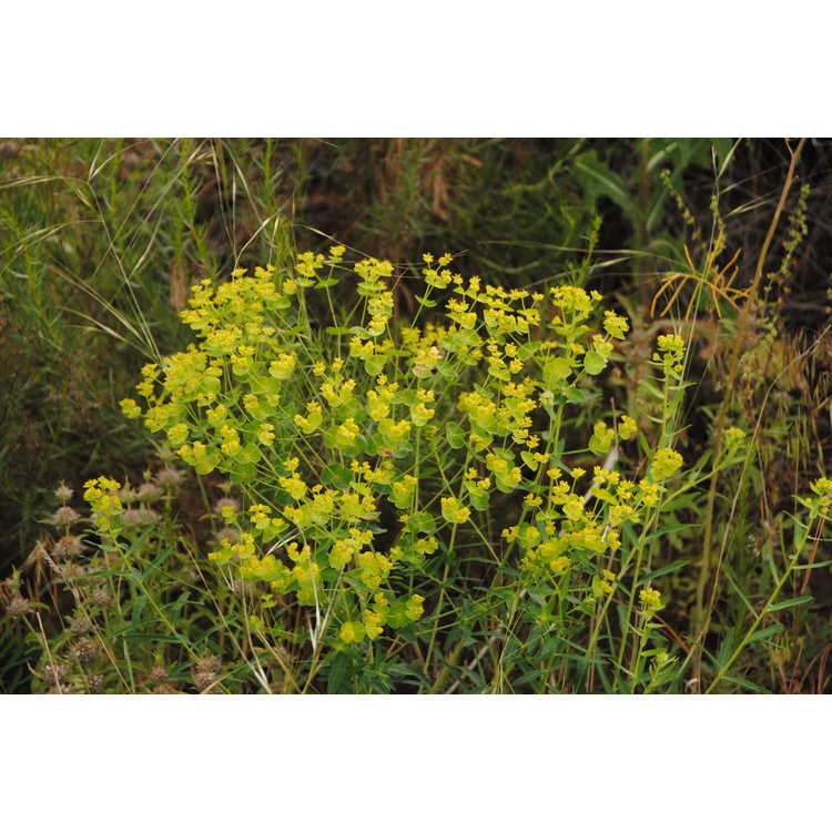 <em>Euphorbia brachycera</em>