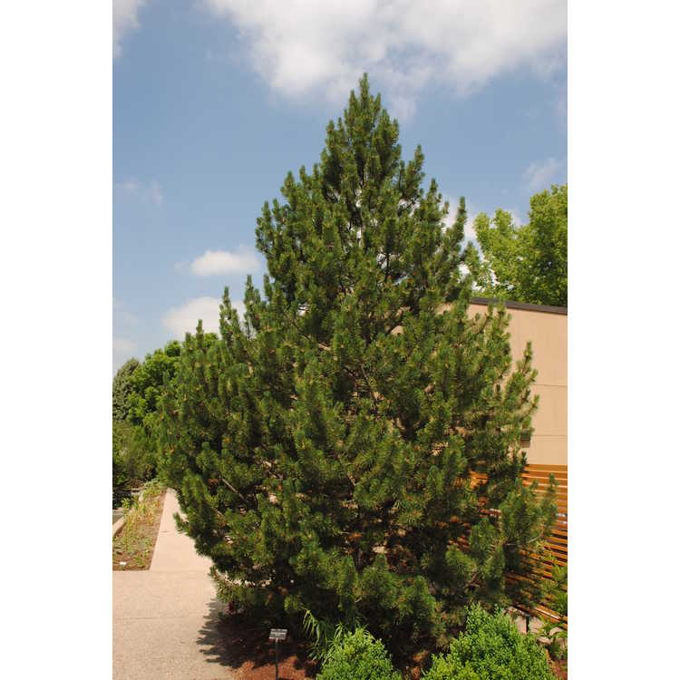 <em>Pinus mugo</em> 'Tannenbaum'
