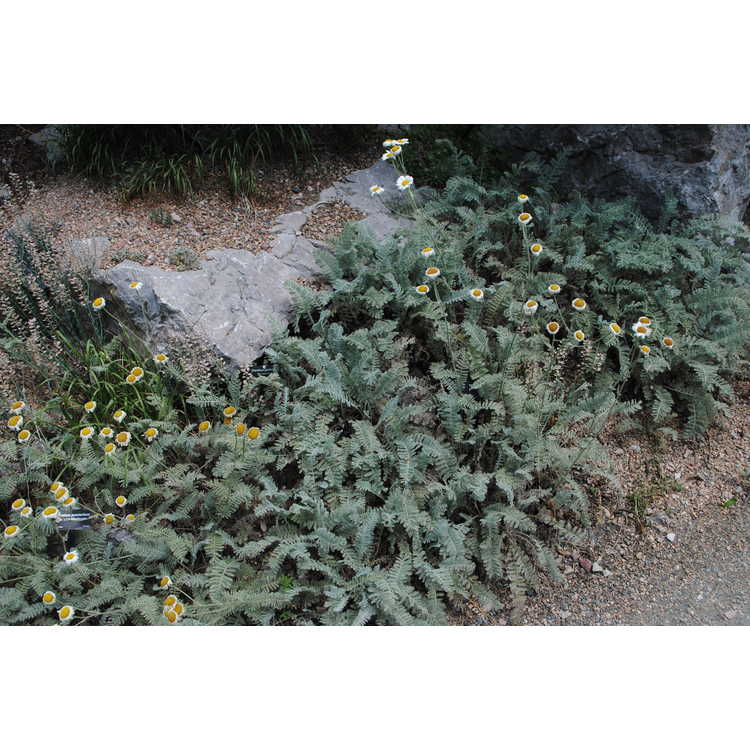 <em>Tanacetum praeteritum</em> subsp.<em> massicyticum</em>