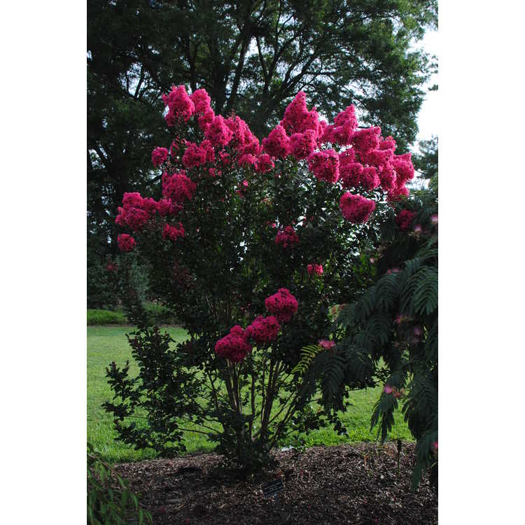 Lagerstroemia indica Whit III Pink Velour