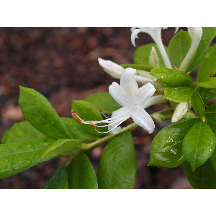 Rhododendron 'Summer Snowball' - Aromi hybrid azalea