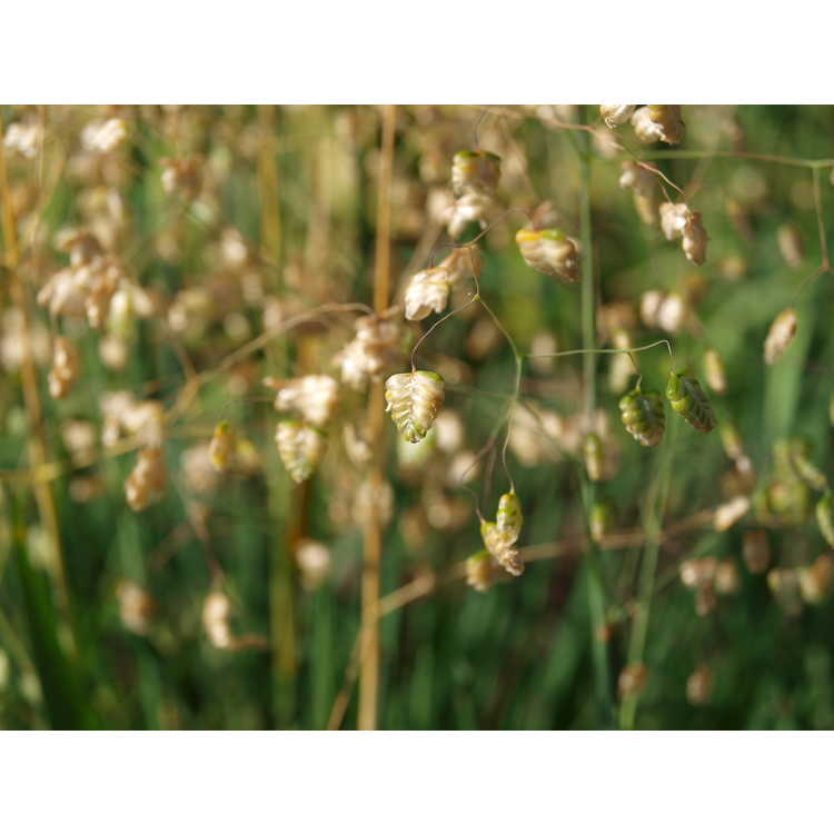 Briza media - perennial quakinggrass