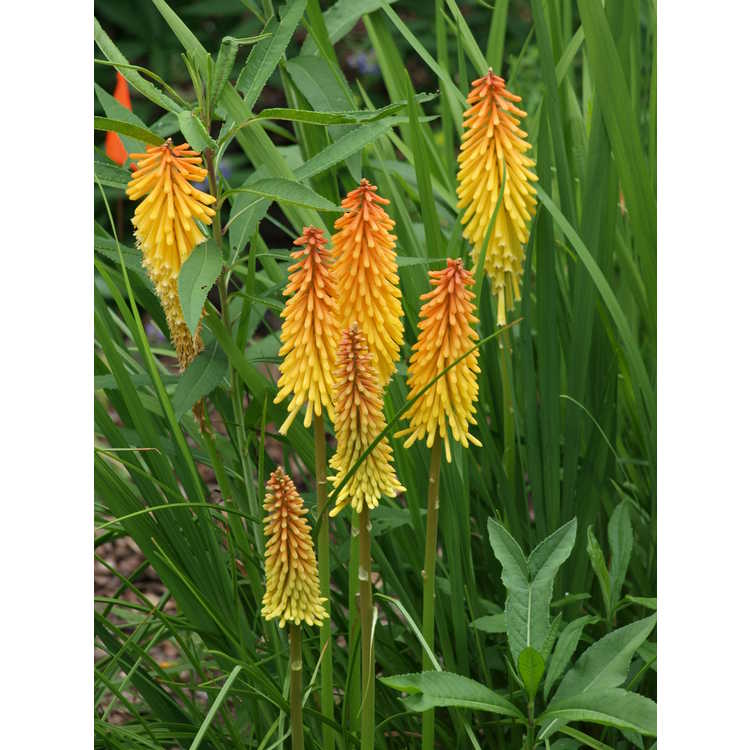 Kniphofia 'Parmentier' - red-hot poker