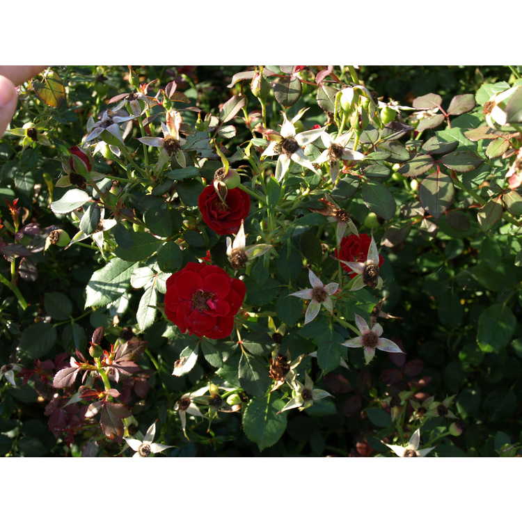 Sunrosa Red rose