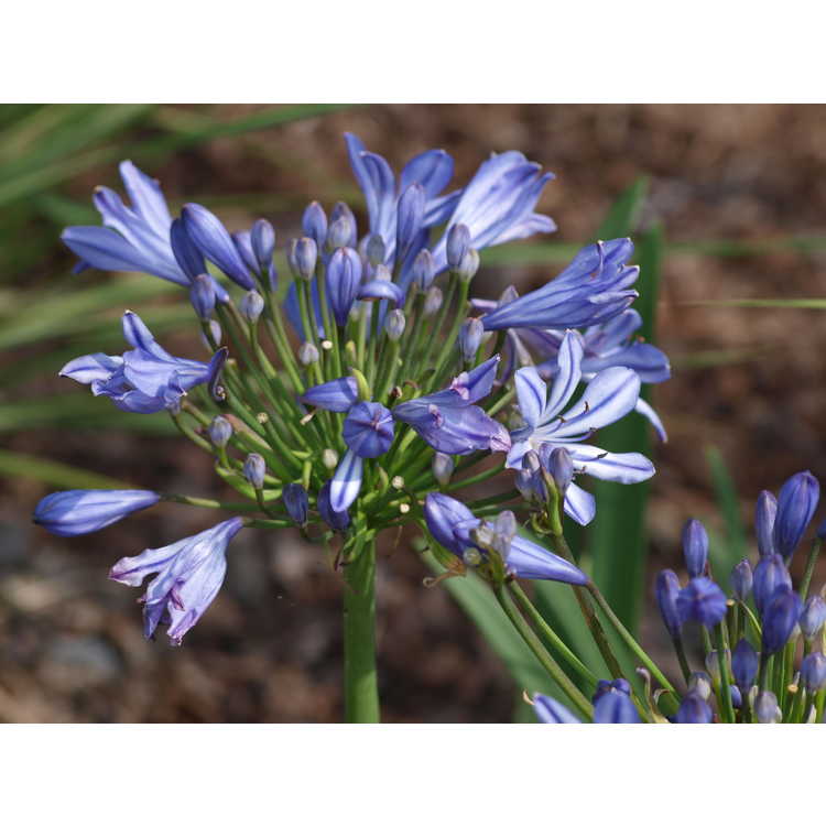 Agapanthus 'Early Blue'