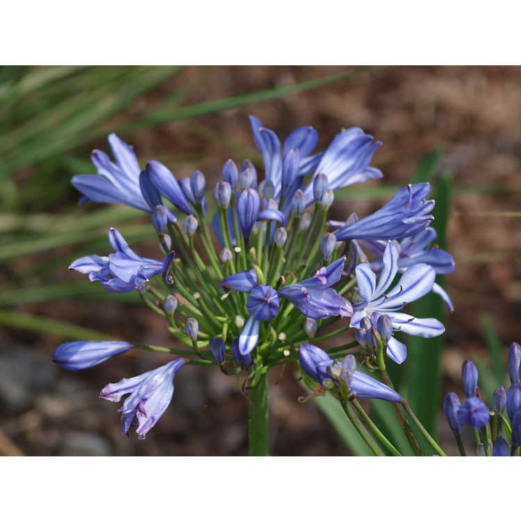 Agapanthus 'Early Blue'