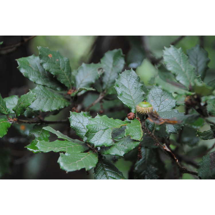 Quercus rugosa - netleaf oak