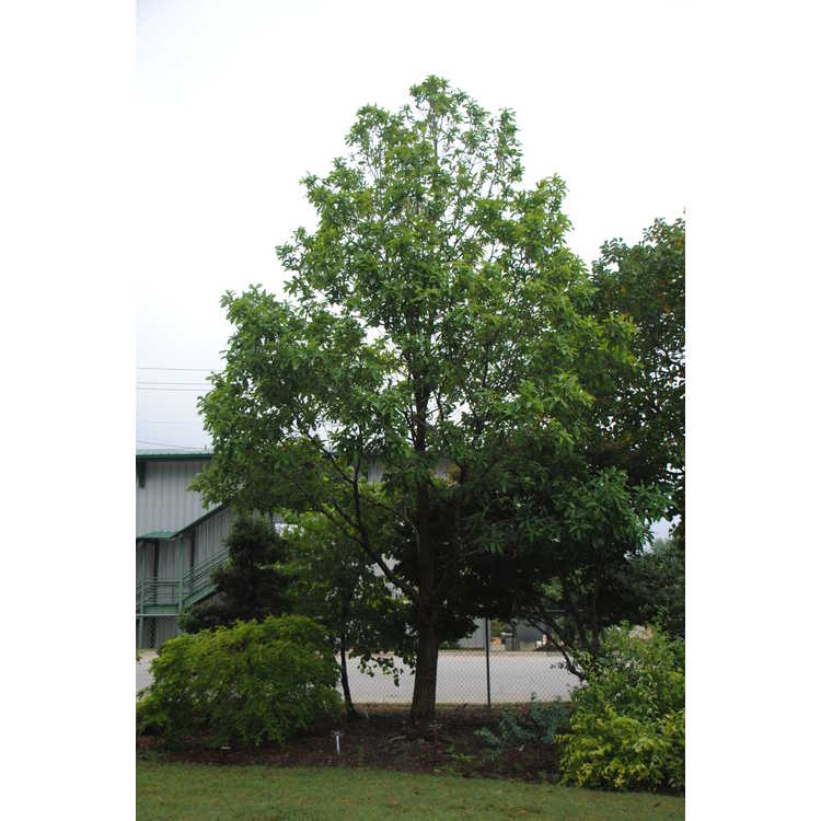 Quercus germana - Mexican royal oak