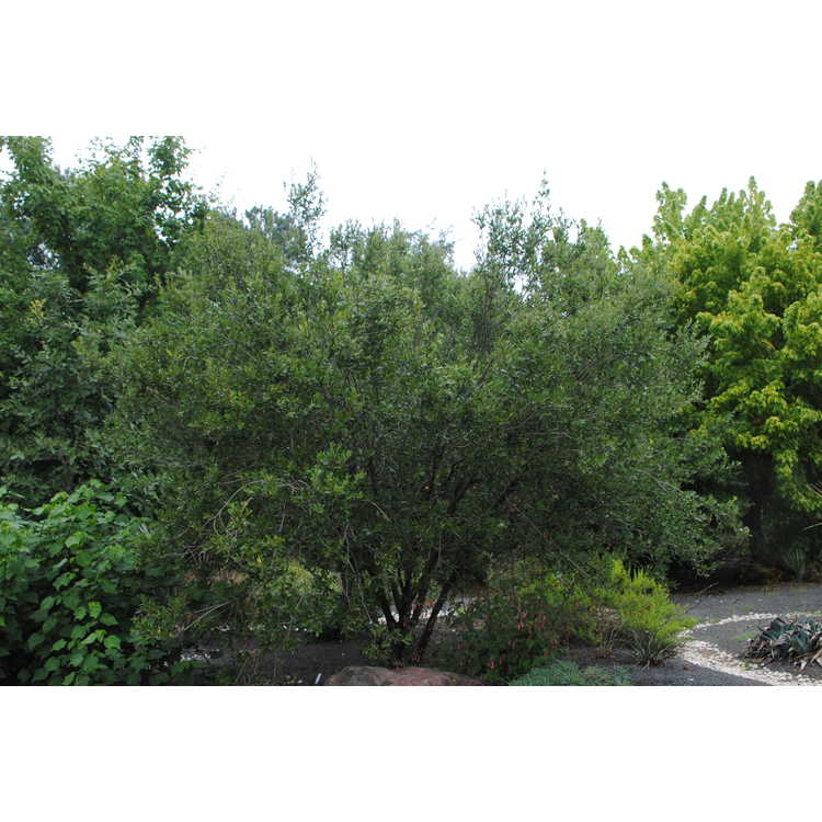 Quercus pungens - sandpaper oak
