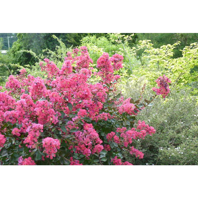 Lagerstroemia indica 'Red Filli'