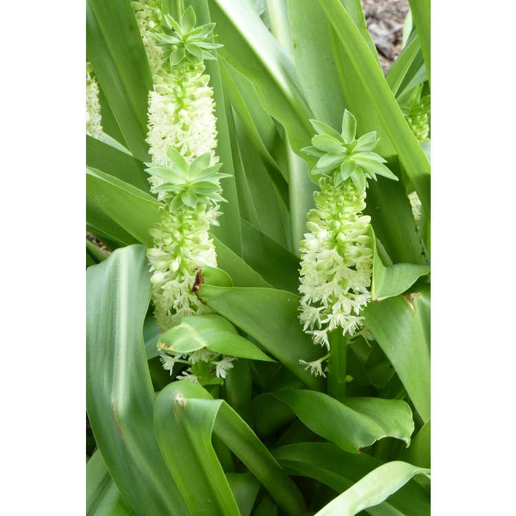 Eucomis 'Tugela Jade' - hybrid pineapple lily
