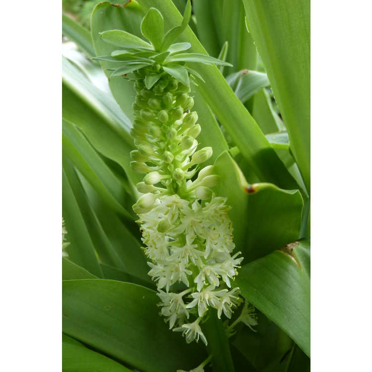 Eucomis 'Tugela Jade' - hybrid pineapple lily