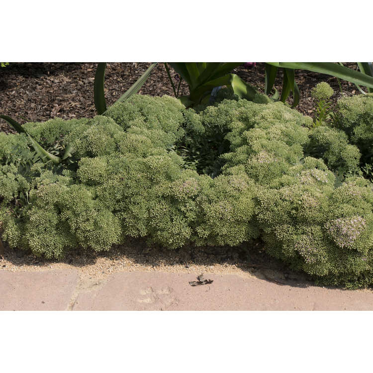 Hylotelephium 'Pure Joy' - hybrid stonecrop