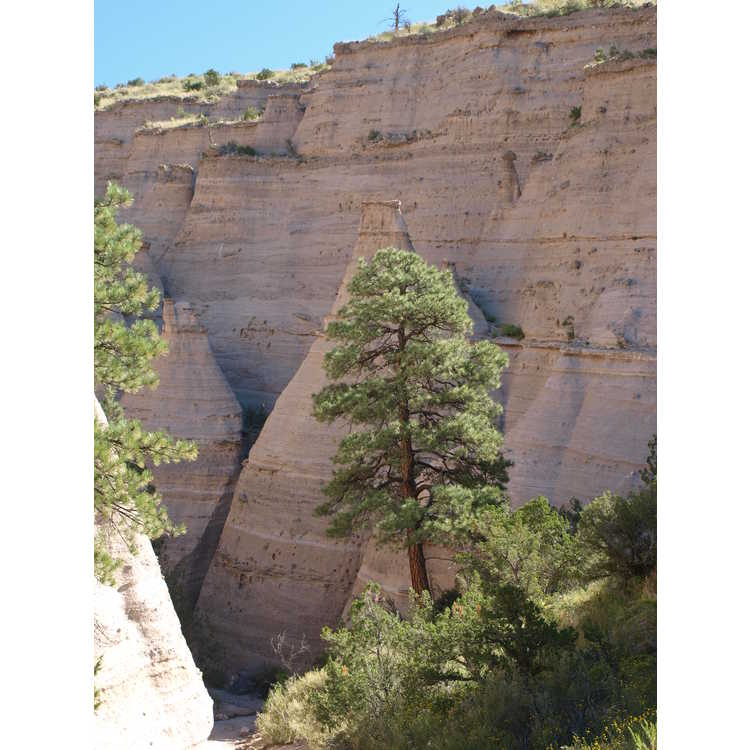 <em>Pinus ponderosa</em>