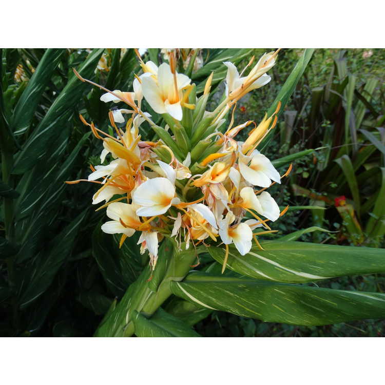 Hedychium 'Dr. Moy' - variegated ginger-lily