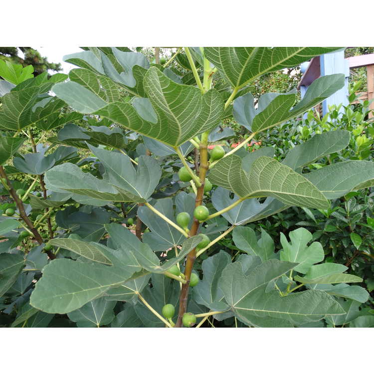 honey fig