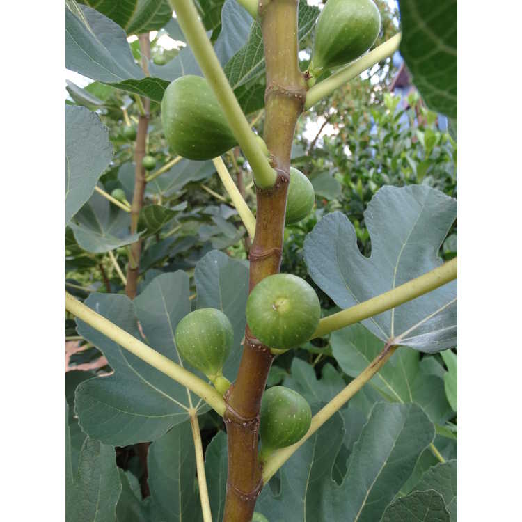 Ficus carica 'Kadota' - honey fig
