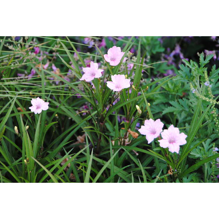 Ruellia simplex 'Chi Chi' - Hardy pink petunia
