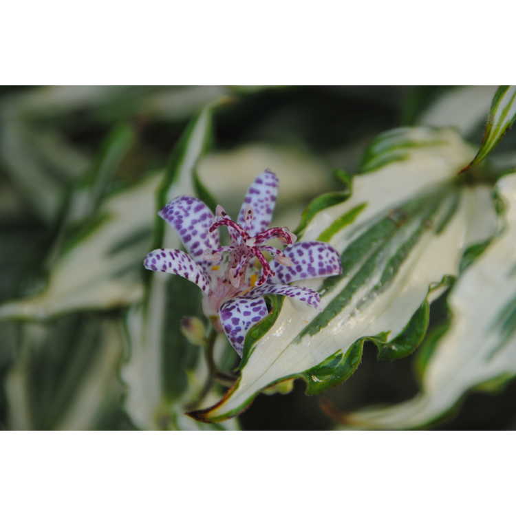 Tricyrtis Imperial Banner