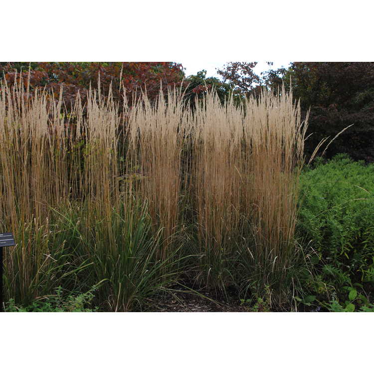 Calamagrostis ×acutiflora 'Karl Foerster' - feather reed grass