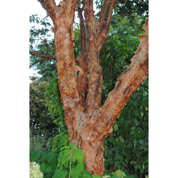 Acer griseum - paperbark maple