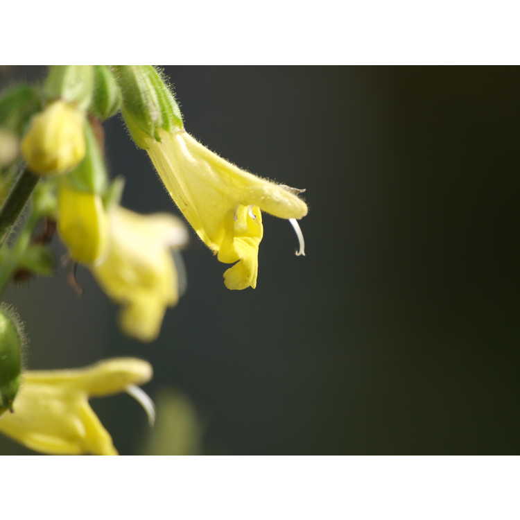 <em>Salvia omeiana</em>