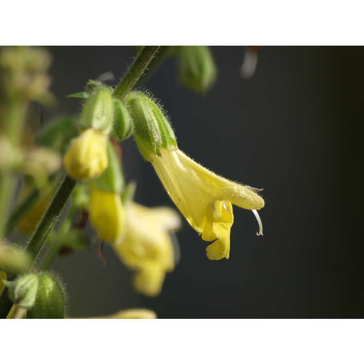 <em>Salvia omeiana</em>