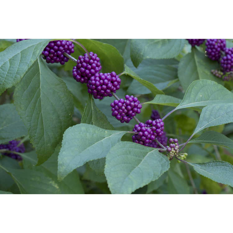 Callicarpa americana 'Berries and Cream' - variegated American beautyberry