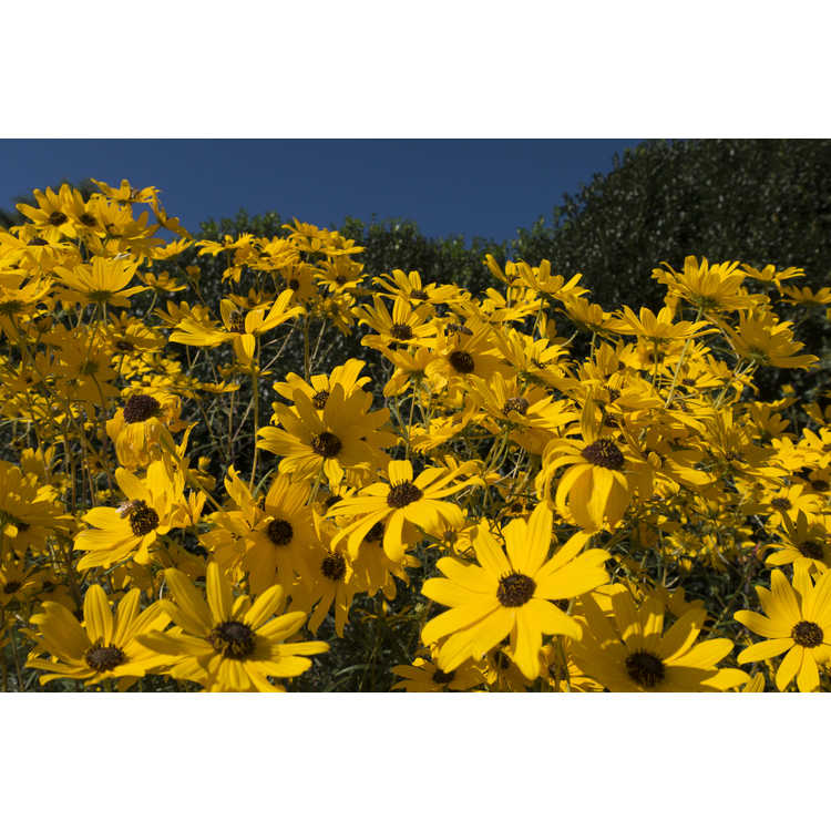Helianthus salicifolius - willowleaf sunflower