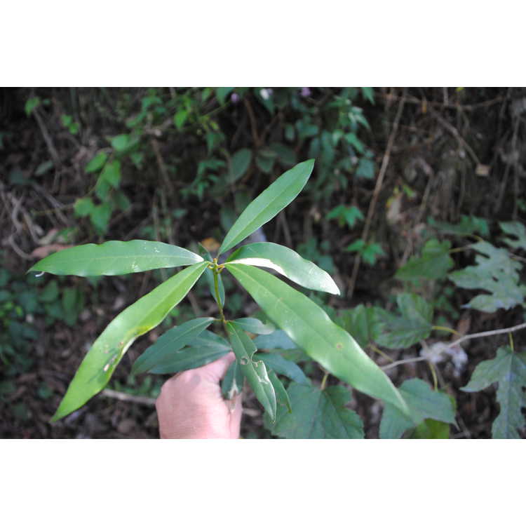 <em>Persea</em> aff.<em> acuminatissima</em> (variegated)