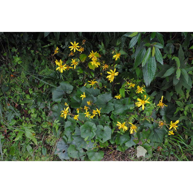 Farfugium japonicum var. formosanum - Taiwanese green leopard plant --  MWT14-1006