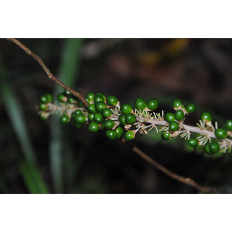 Liriope platyphylla - wide-leaf monkey grass