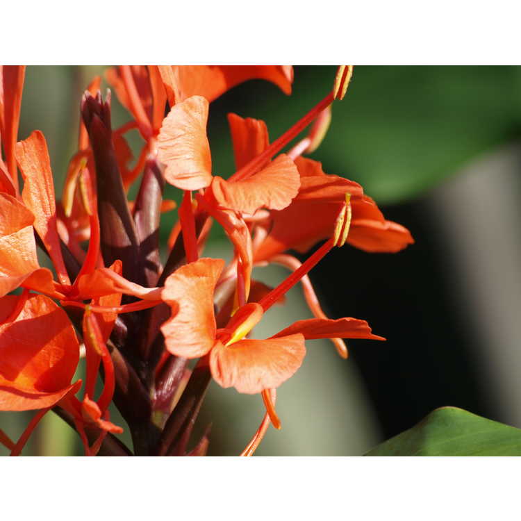Hedychium rubrum - red ginger-lily