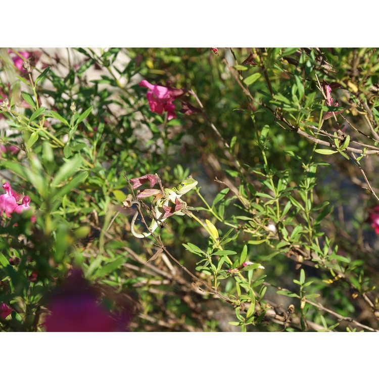 Salvia greggii