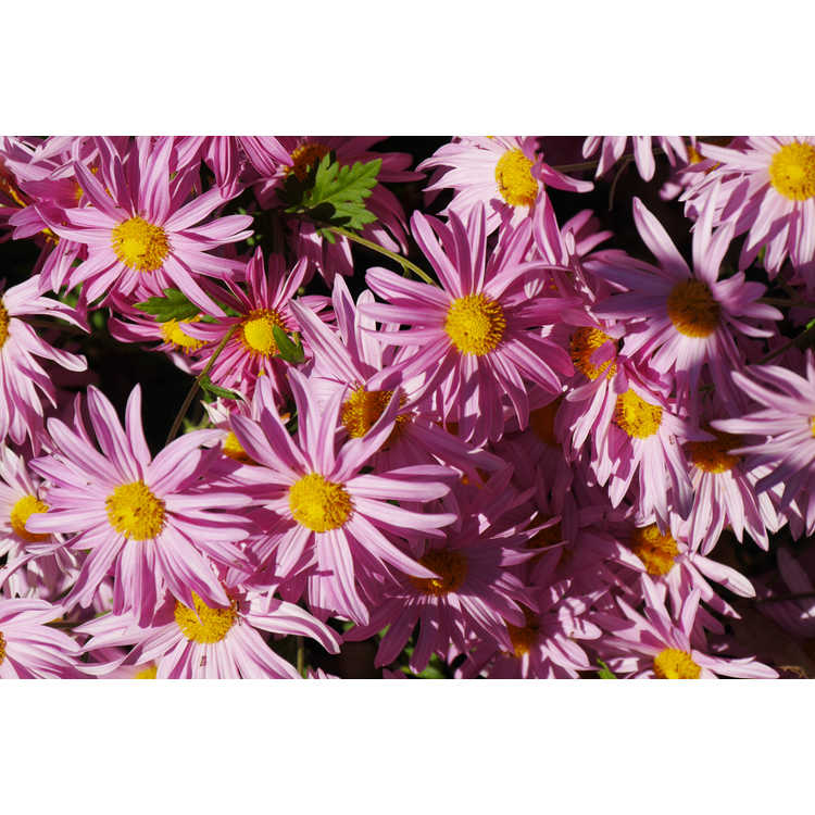 Chrysanthemum 'Miss Gloria's Thanksgiving Day'