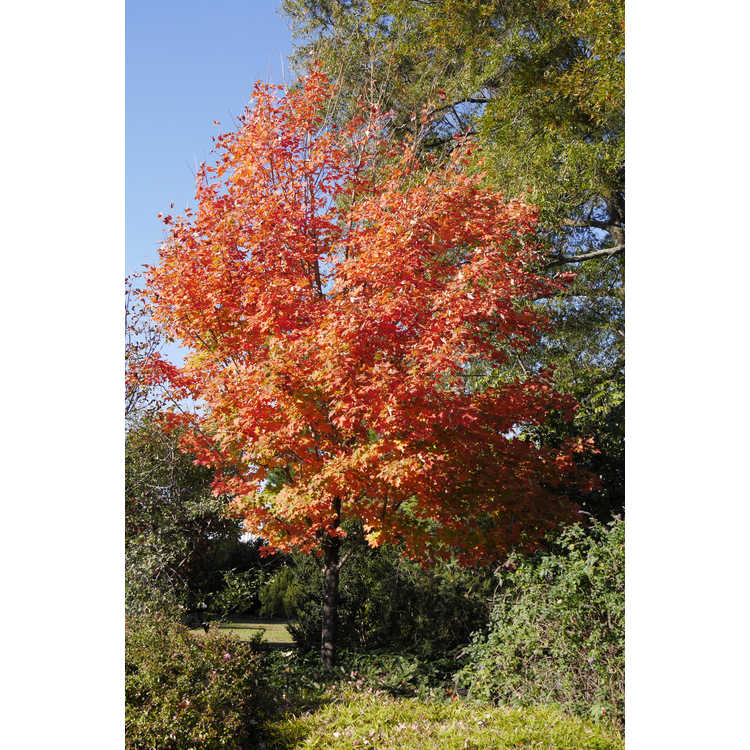 Acer saccharum 'Flax Mill Majesty' - sugar maple