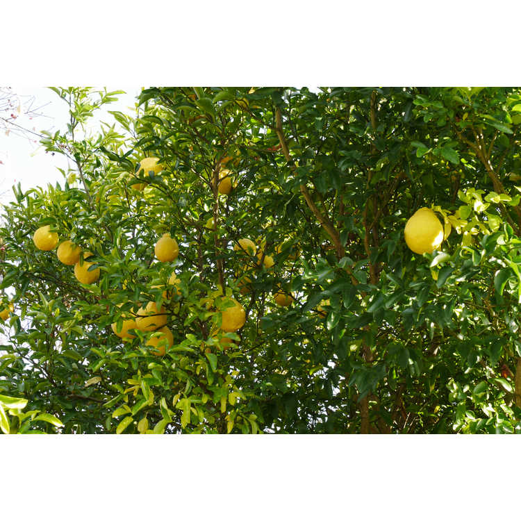 Citrus (trifoliata × auranticum)