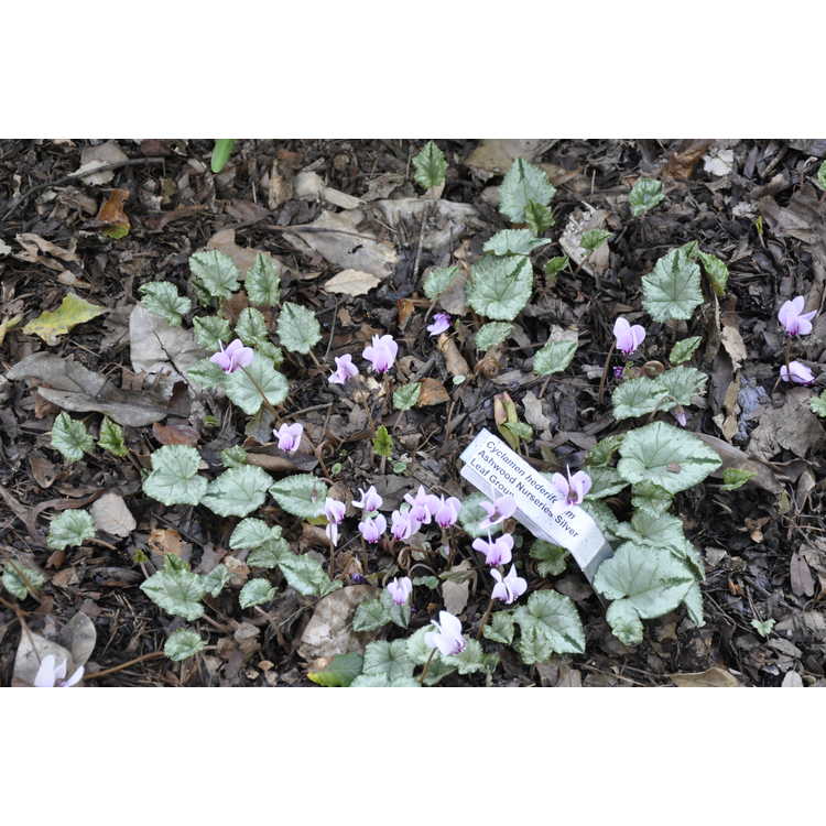 Cyclamen hederifolium Ashwood Nurseries Silver Leaf Group - hardy cyclamen