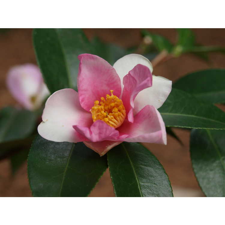 Camellia 'Yume'